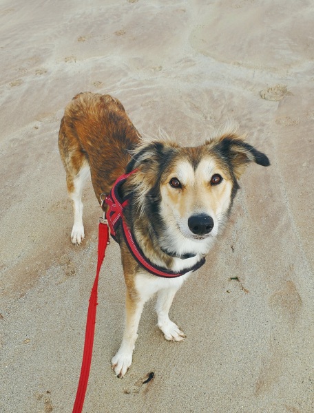 The Best Dog in the World