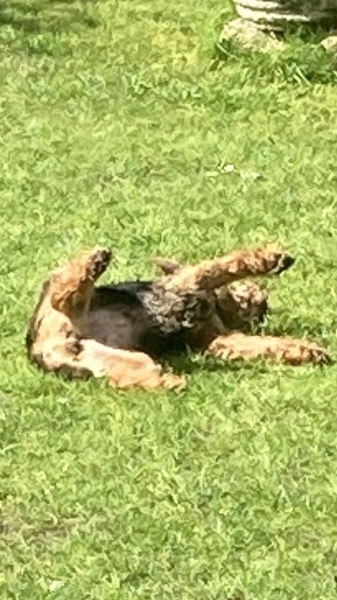 The Best Dog in the World