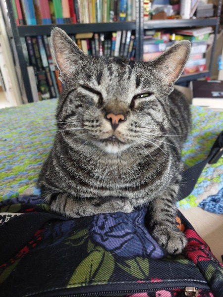 Thread 4 Starmer: Fighting back with brooms and community.