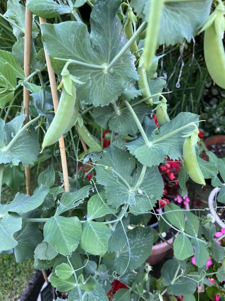 Sweet pea or edible pea?