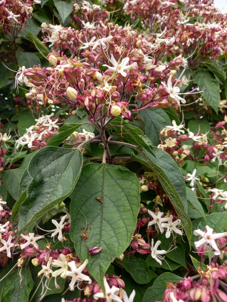 What is this tree called?
