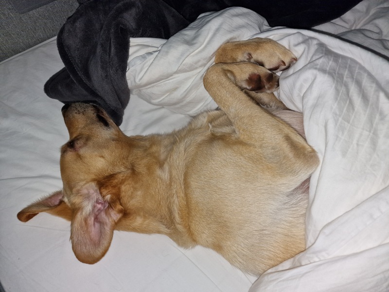 Anyone else's cat sleep UNDER the duvet?!