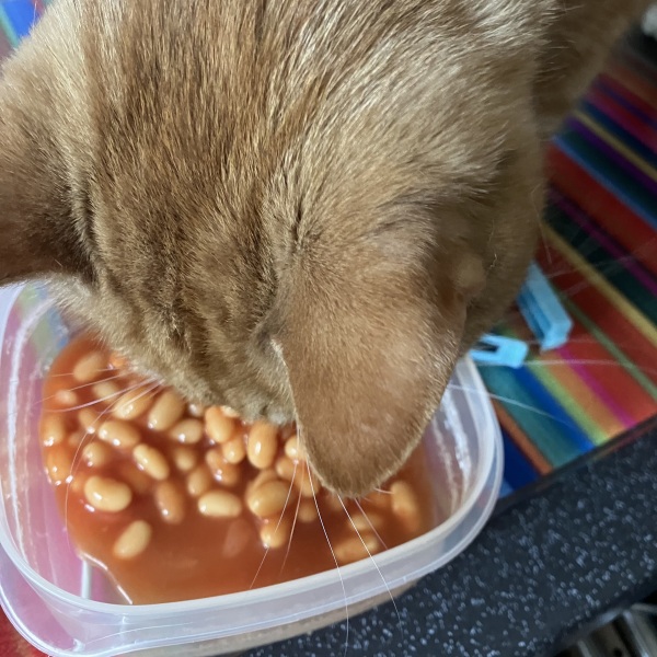 Passports, buckets and spades - the Excellent Cats go on their holidays