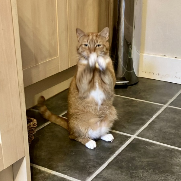 Can you train a cat? Can cats train you?
