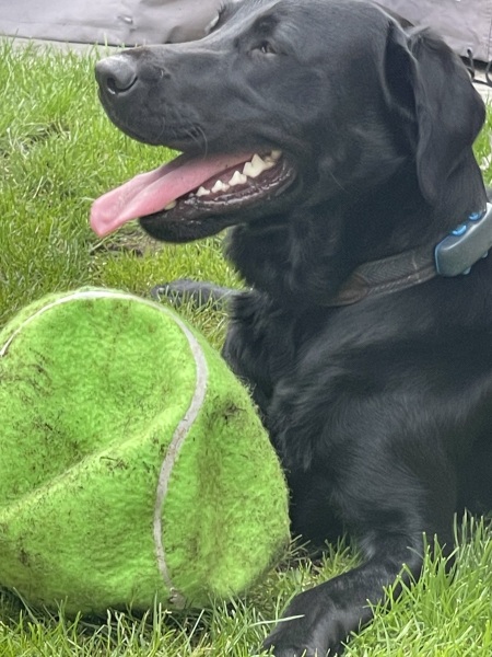 The Best Dog in the World