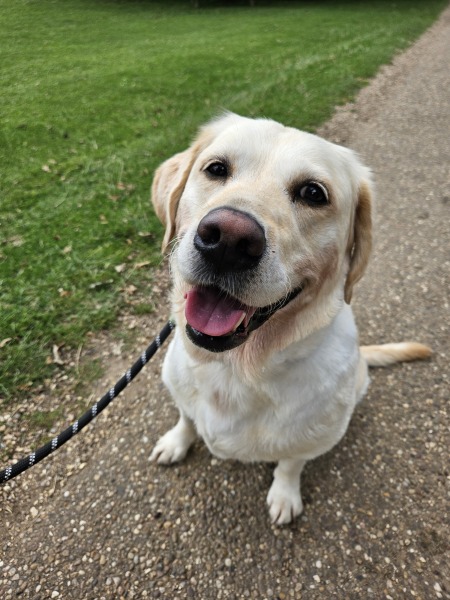 September’s Dog of the Month: Share Your Photos & Win £100! 🐾