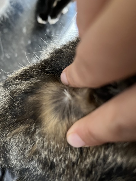 Is this a tick?