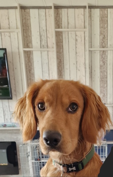 Working Cocker Spaniel?