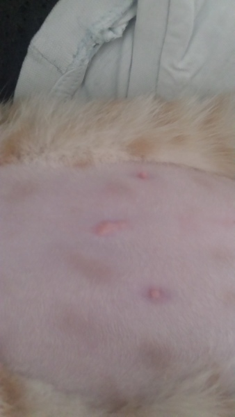 Anyone know what this bump is on cat's tummy