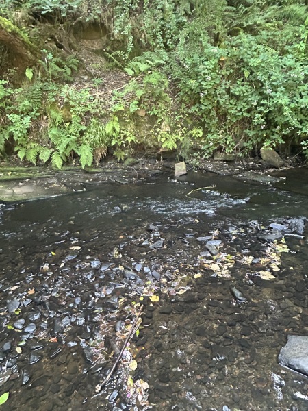 My 5 year old just drank some water from a stream!