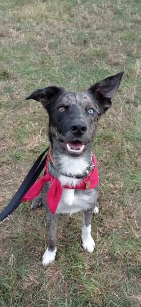 The Best Dog in the World