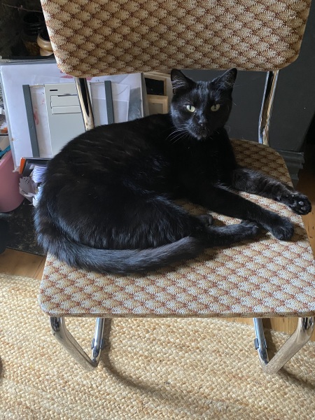 Cat has been missing for four days- when to give up hope?