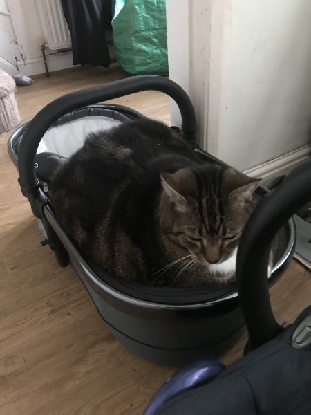 Passports, buckets and spades - the Excellent Cats go on their holidays