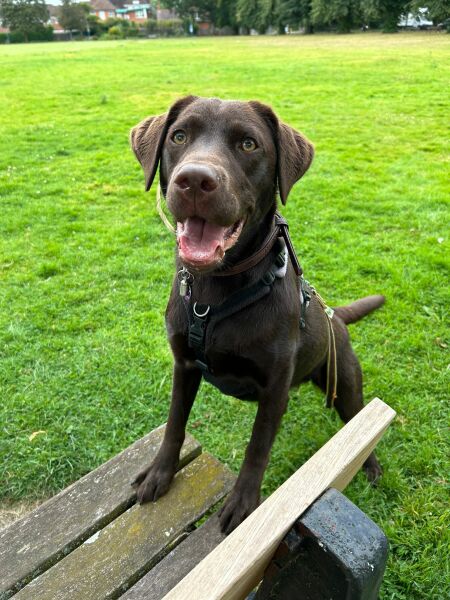 Puppy Survival Thread for New and Old Pups - Spring is around the corner!