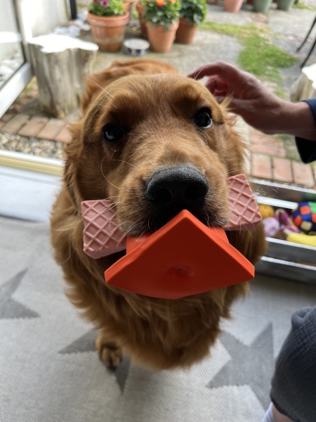 The Best Dog in the World