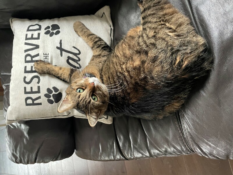 Passports, buckets and spades - the Excellent Cats go on their holidays