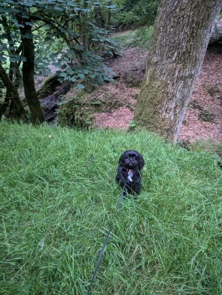 Which Hypoallergenic dog?