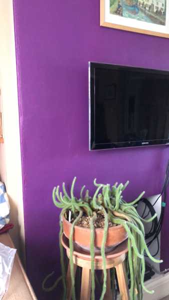 Do you have a purple room in your house?