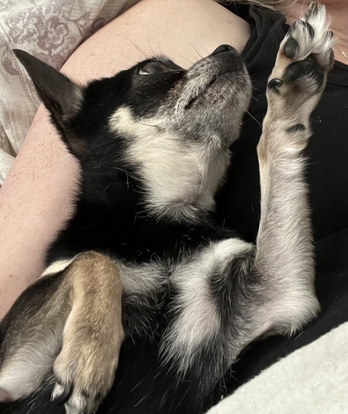 September’s Dog of the Month: Share Your Photos & Win £100! 🐾