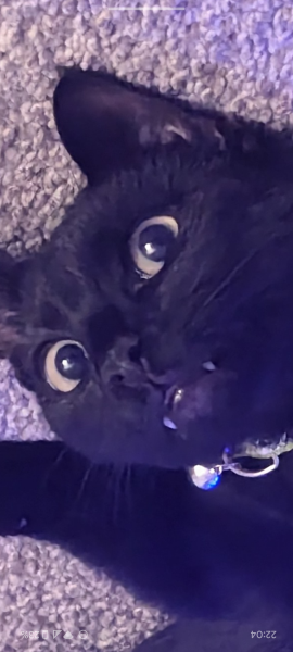 Happy International Cat Day