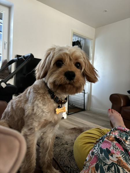 The Best Dog in the World