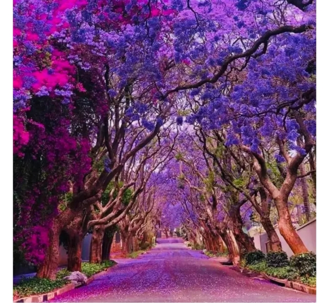 First signs of Australian spring