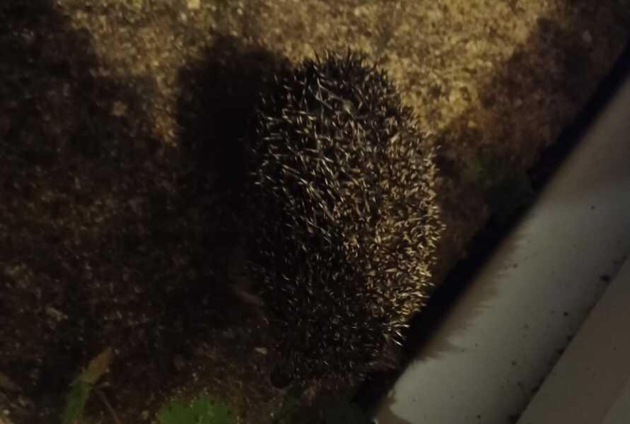 Passports, buckets and spades - the Excellent Cats go on their holidays