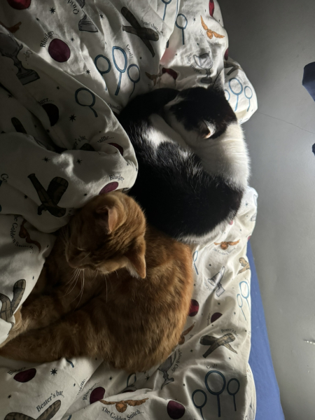 Passports, buckets and spades - the Excellent Cats go on their holidays