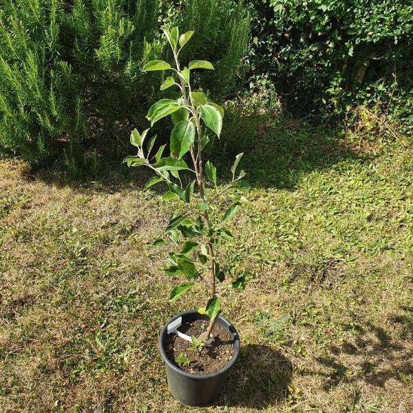Advice on how to plant and maintain an apple tree