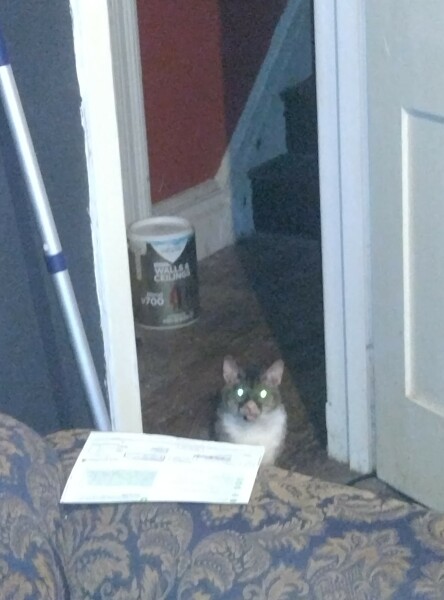 Passports, buckets and spades - the Excellent Cats go on their holidays