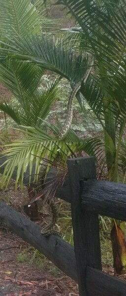 Neighbours freaking out about my under house python- Mr Hissy