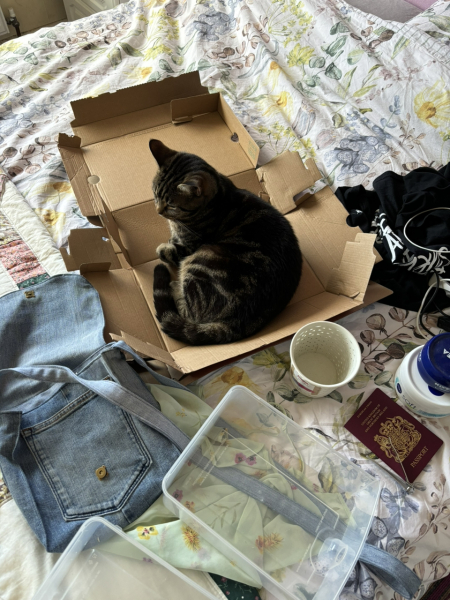 Passports, buckets and spades - the Excellent Cats go on their holidays