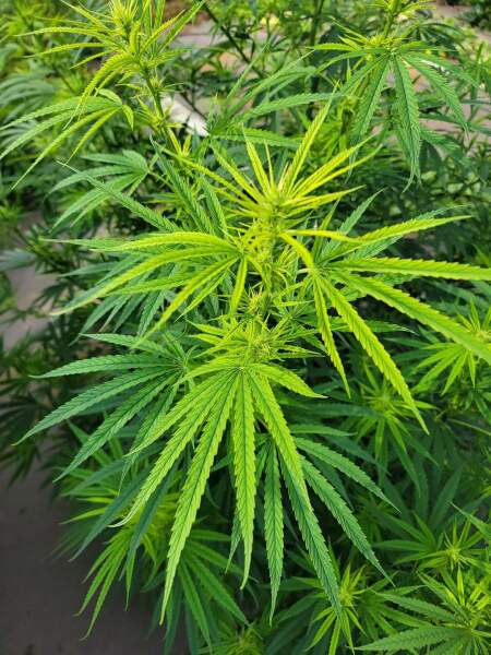 What would you do re: weed