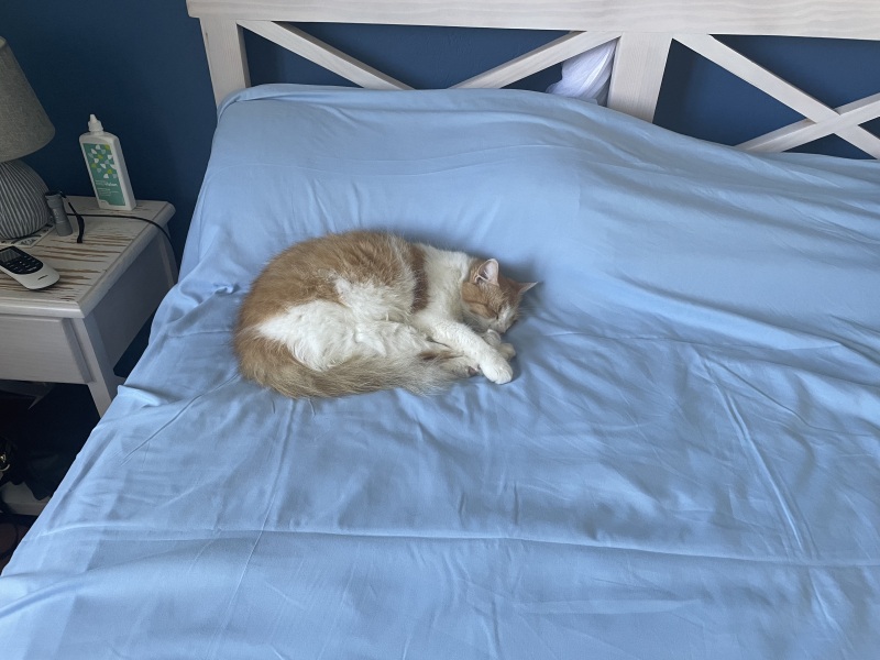 Thread 4 Starmer: Fighting back with brooms and community.