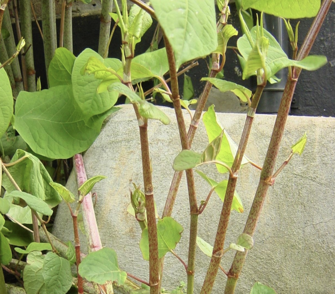 Is this Japanese Knotweed?