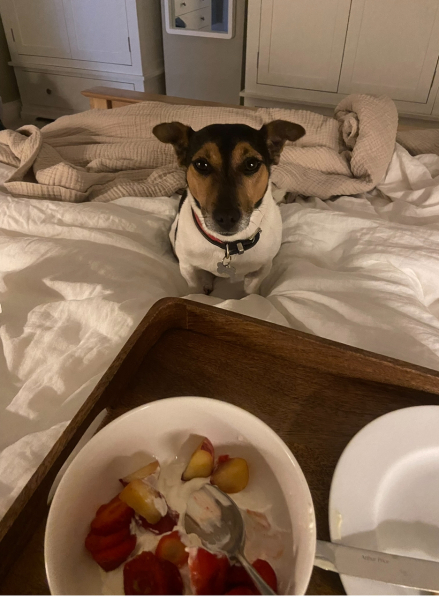 The Best Dog in the World