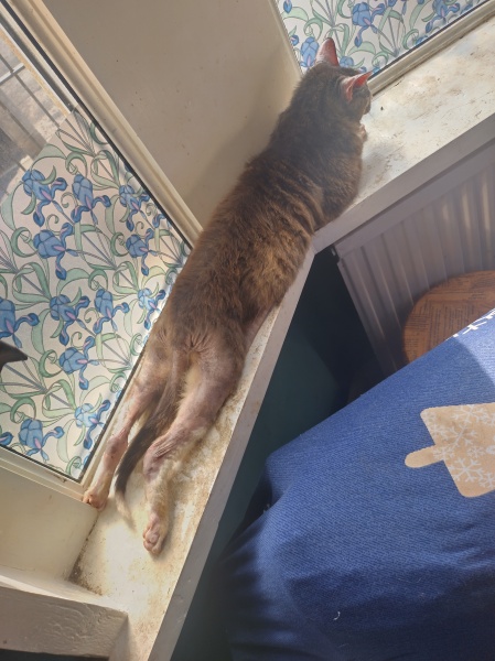 Passports, buckets and spades - the Excellent Cats go on their holidays