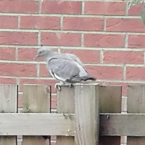 Thread 4 Starmer: Fighting back with brooms and community.