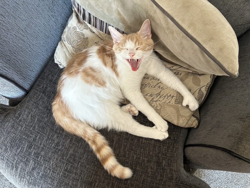 I feel like I’m starving my cats and they aren’t happy with me