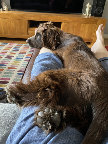 Puppy Survival Thread for New and Old Pups - Spring is around the corner!