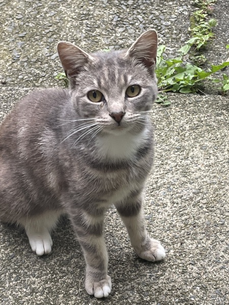 “Stray” cat quandry
