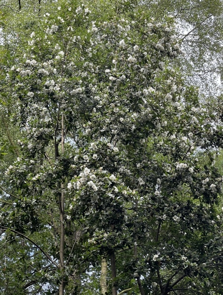 Tree ID please