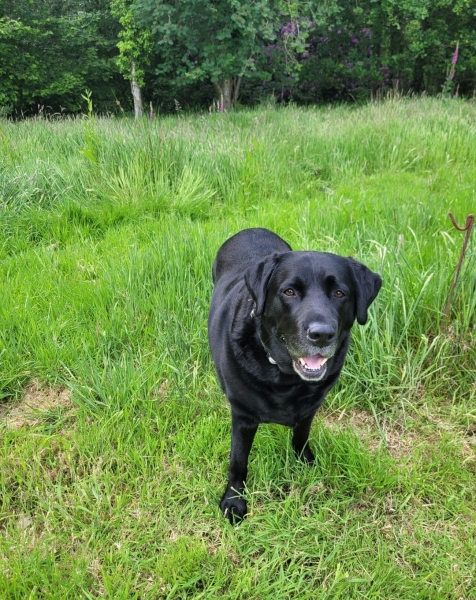 Worried about Dog