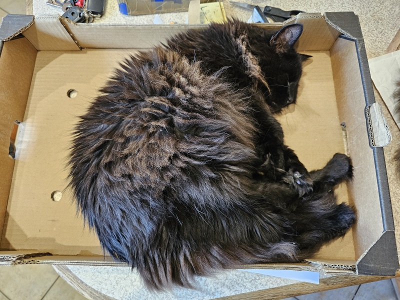 Passports, buckets and spades - the Excellent Cats go on their holidays