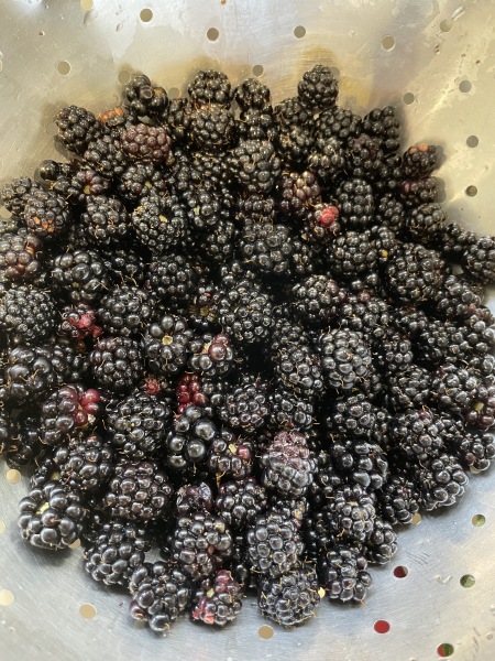If you don't let your kid eat blackberries...