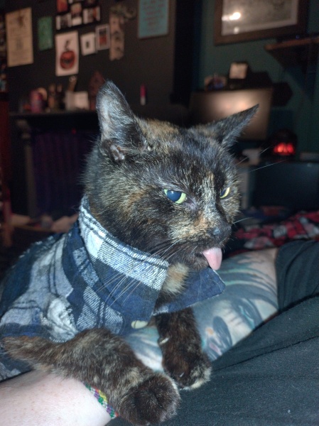 Passports, buckets and spades - the Excellent Cats go on their holidays