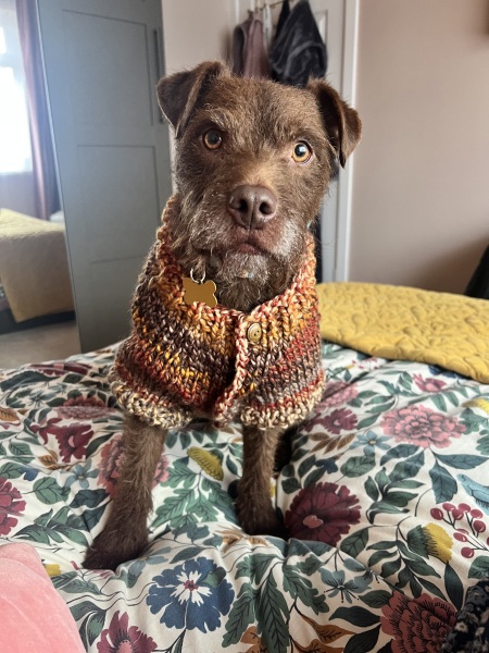 Our dog has died – how can I help my family cope?