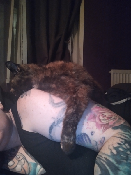 Passports, buckets and spades - the Excellent Cats go on their holidays