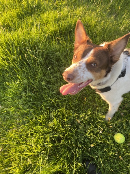The Best Dog in the World