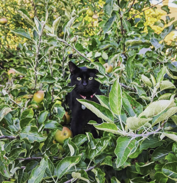 Help me find a new home for my cat